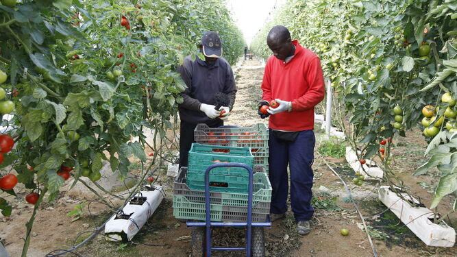 Temporeros/as y la nueva cuestión agraria investigadores/as de la Academia publican compilación de artículos sobre migración y precarización laboral agraria