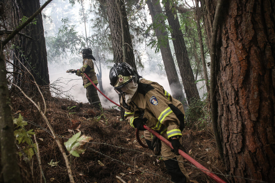 Análisis de la temporada de siniestros advierten sobre reemplazo del bosque nativo por monocultivos y el cambio climático como factores clave que favorecen incendios forestales