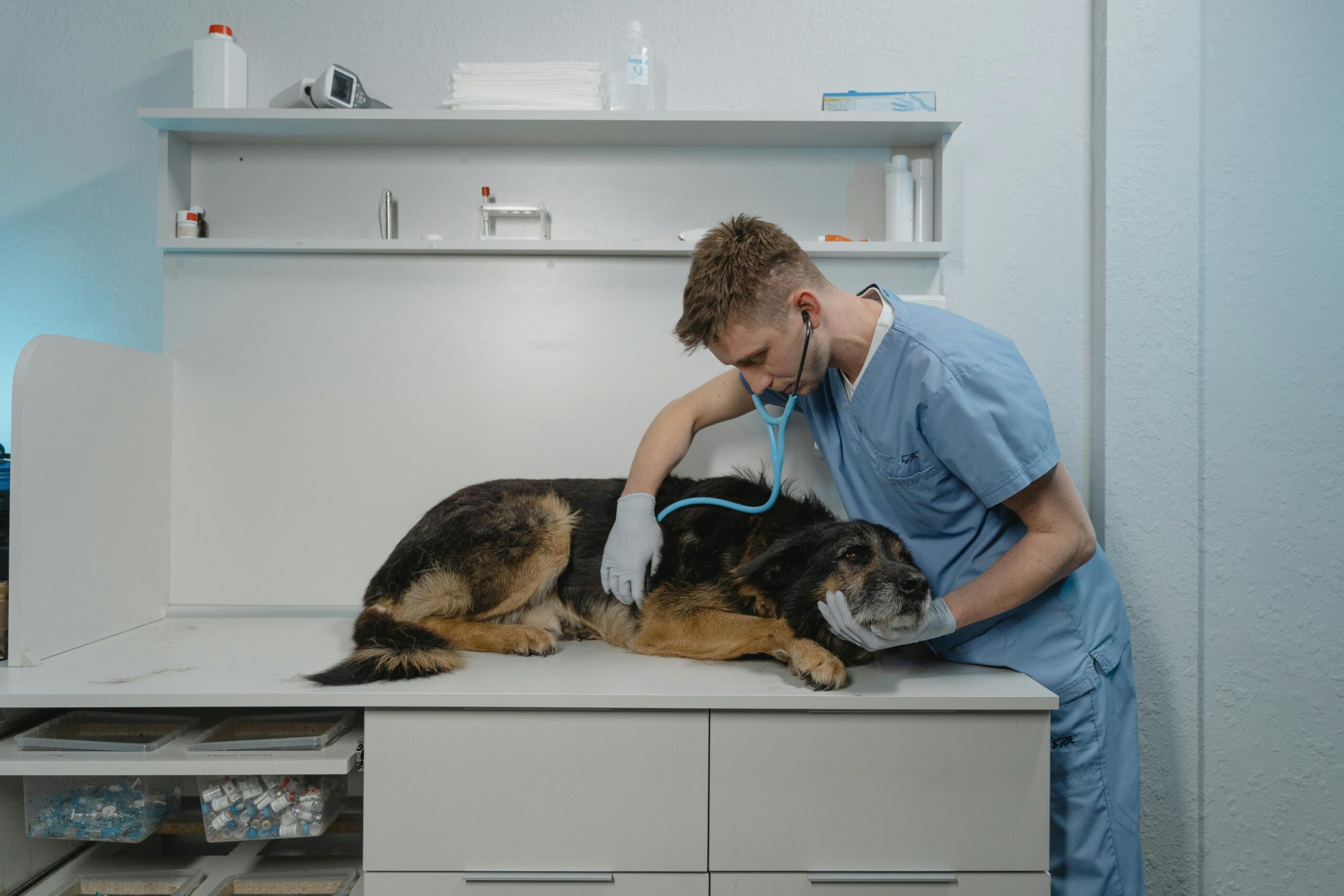 Medicina Veterinaria