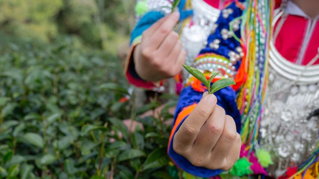 Diplomado Internacional: Diseño e Implementación de Huertos Escolares como Herramienta Pedagógica Integral