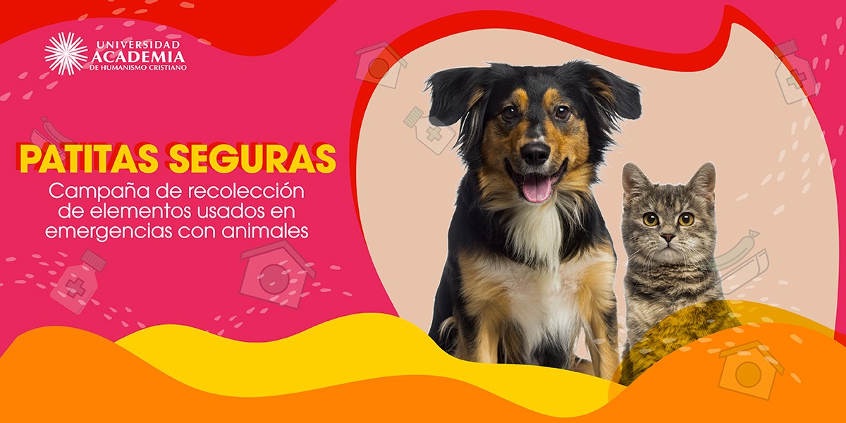 Campaña Patitas Seguras: Con un simple gesto podemos salvar muchas mascotas
